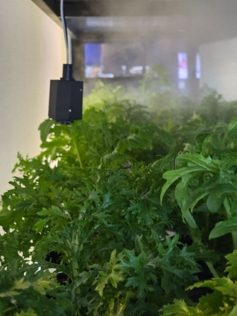 엽면 영양 공급